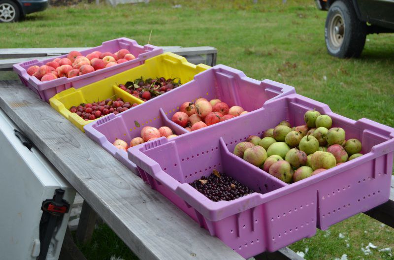 cider-camp-5.jpg